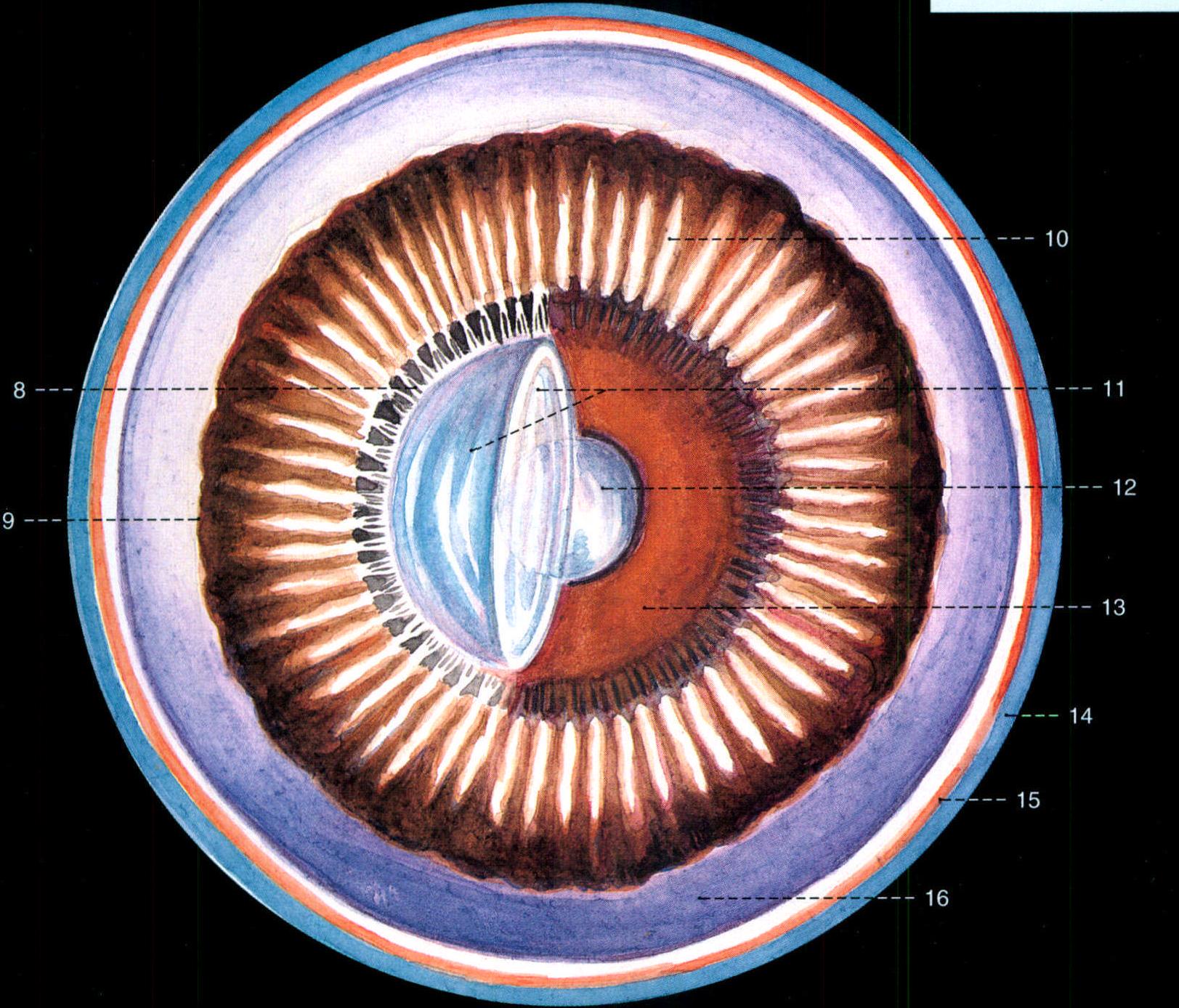 322.虹膜、睫状体及晶状体(后面观)
